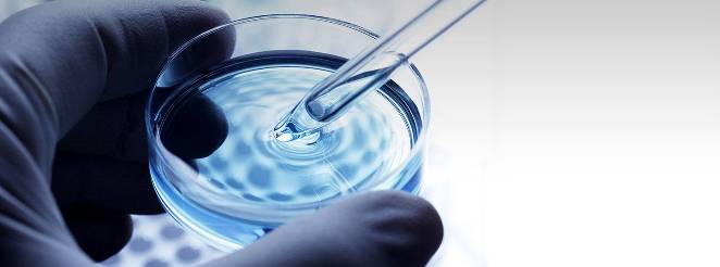 A close-up of a blue gloved hand holding a Petri dish and pipette.